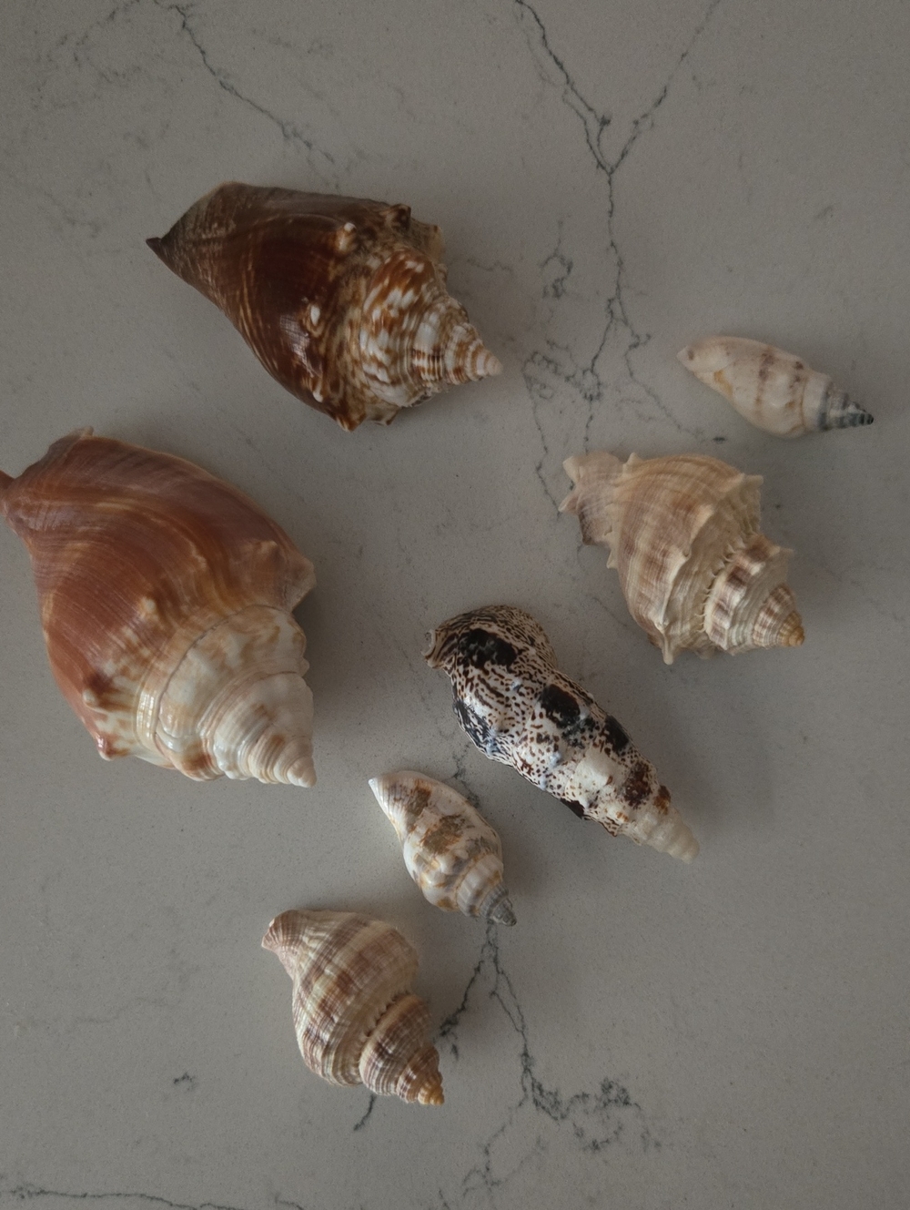 Natural Assorted Sea Shell Decorative Set - Cream & Brown